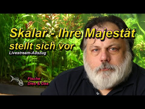 THE SCALAR - Her Majesty introduces herself