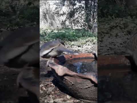 Birdday 089 Cabeci Jilguero Chingo Torcaci 2907 25