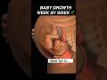 Your Baby S Growth Week By Week Pregnancy Womenshealth Mother Anatomy Pregnant