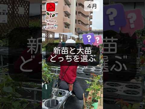 バラの茂みの下に何を置くべきですか、そしてその理由は何ですか？マルチと肥料の種類 + 冬のメンテナンスに関するおまけ  庭園