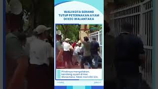 Didemo Warga, Wali Kota Serang akhirnya Tutup Peternakan Ayam di Kec Walantaka: Tidak Ada Izin