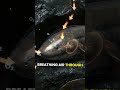 The African Lungfish posseses one of the most surprising adaptations for survival #wildlife #animals