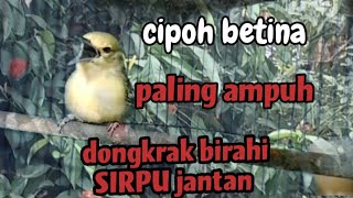Download lagu suara pancingan sirpu cipoh betina memanggil jantan paling ampuh dongkrak birahi burung sirtujantan mp3