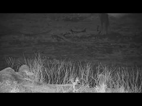 Djuma: Blacksmith Lapwing chick - 02:27 - 11/17/21