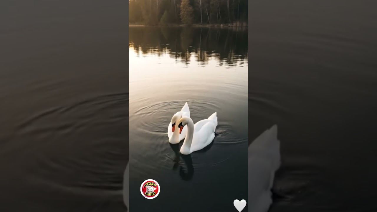 🤍 Хун шувуу Swans #swans #classicalmusic #lovely