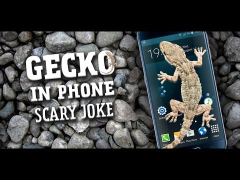 Gecko in Phone scary joke Video