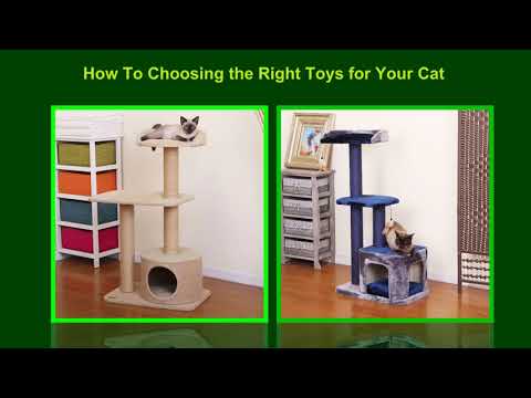 How To Choosing the Right Toys for Your Cat