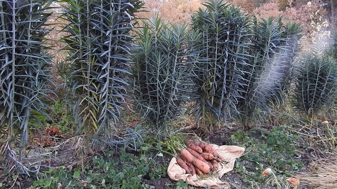 Herbal Materia Medica #20 Gopher Spurge Euphorbia Lathyris - YouTube