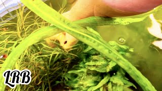 [Tips N Tricks] Best Way to Catch Fish in Heavily Planted Aquariums How To