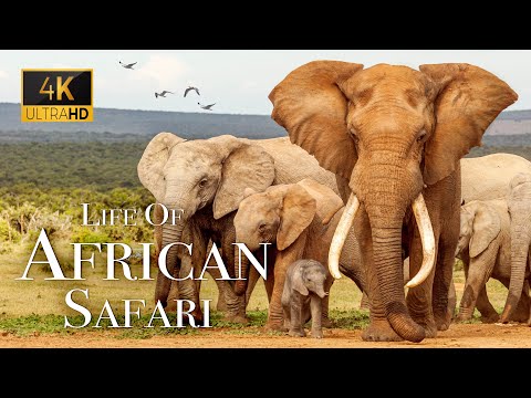The Life Of Animals In African Safari