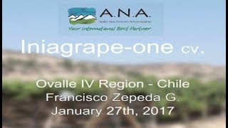 Iniagrape-One cv. Ovalle Chile - 2017 01 27