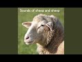 Le son du mouton