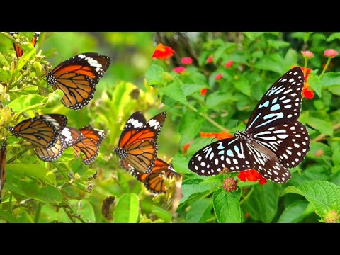 Lots of Butterfly Flying in Flowers Garden | How Butterflies Pollinate Flowers.