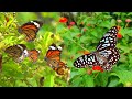 Lots Of Butterfly Flying In Flowers Garden How Butterflies Pollinate Flowers