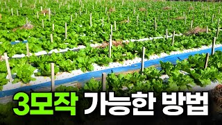 밭작물로 억대 수익 올리는 방법 ㅣ 밭작물 3모작 ㅣ고소득 농사법