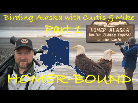 Birding Alaska with Curtis & Mike - Part 1:  Homer-Bound