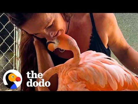 Woman Raises A Baby Flamingo Who Comes Back To Snuggle | The Dodo Heroes