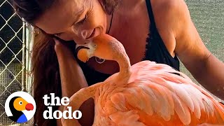 Woman Raises A Baby Flamingo Who Comes Back To Snuggle | The Dodo Heroes by The Dodo