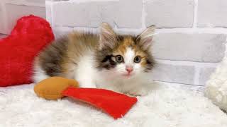 ノルウェージャンフォレストキャットの動画01