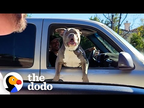 Pittie Freaks Out When He Sees His Brother In The Car Next To Him | The Dodo Pittie Nation
