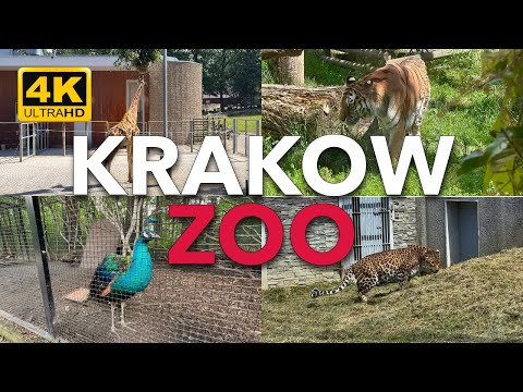 KRAKOWSKIE ZOO: Niesamowite przeżycie, o którym nie miałeś pojęcia 🇵🇱 | Zoo Kraków | Polska