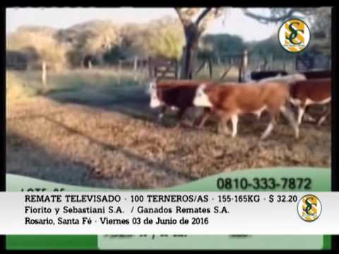 03-06-16 - Venta de Terneros/as - Remate Televisado Fiorito y Sebastiani S.A. / Ganados Remates S.A.