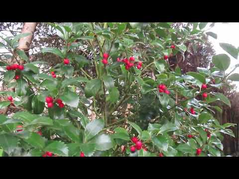 ILEX ali bodika - božje drevce je zelo dekorativna je vedno zelena i polna rdečih jagod