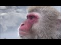 BBC Life Episode 10 Primates Ending