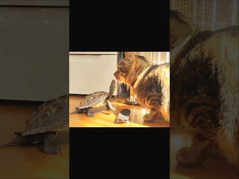 亀は猫に懐くのか