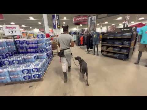 Optimal K9 Dog Obedience & Protection Training video.