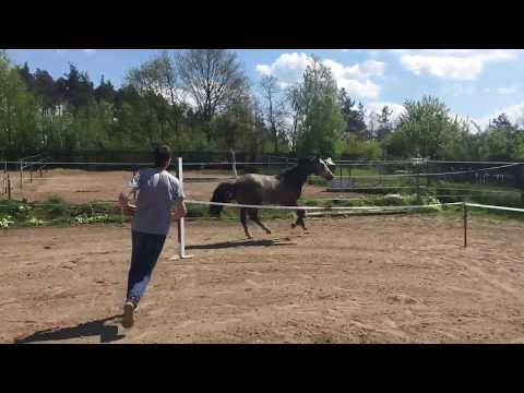 Cascadello l (Casall ASK) x Clinton l 2015