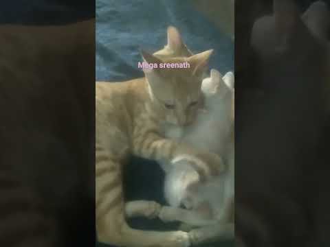 mega sreenath subscribe