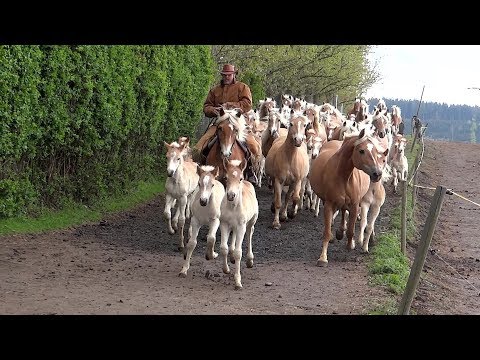 Weideauftrieb der Haflinger  -  Pferde aus Meura in Thüringen