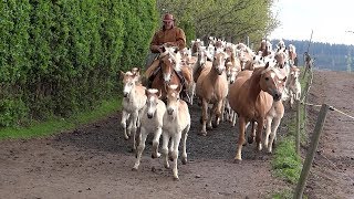 Weideauftrieb der Haflinger - Pferde aus Meura in Thüringen