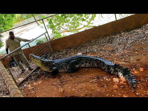 EXERCISING CROCODILES AND ALLIGATORS, during feeding tours at the Malcolm Douglas Crocodile Park.