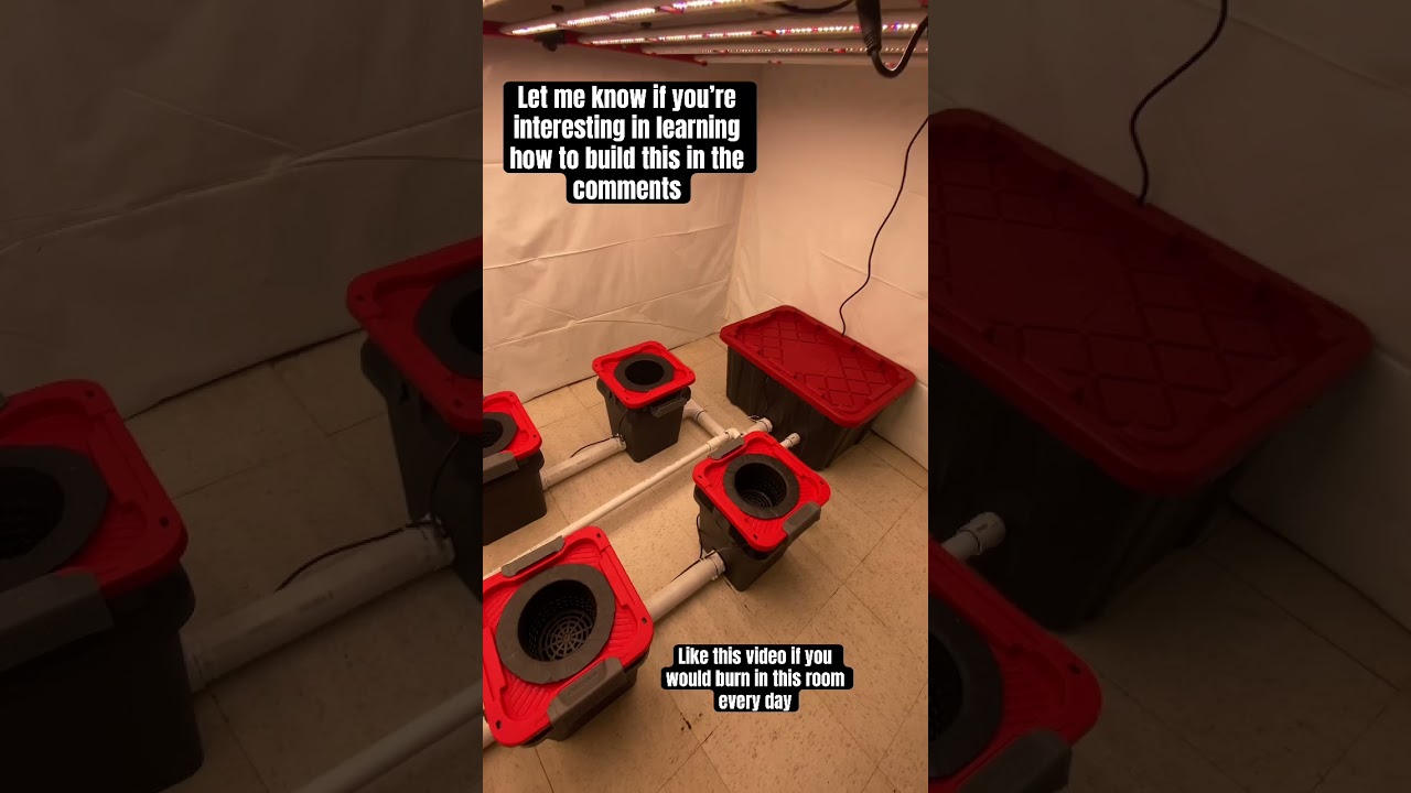 How to build hydroponic RDWC 6 bucket indoor grow setup #shorts #dwc #rdwc #diy #howto