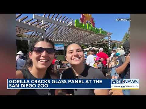 Gorilla jumps through barrier, cracks glass at San Diego Zoo - YouTube