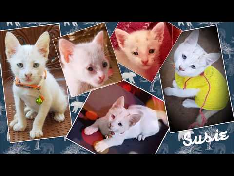 Susie Pussycat Story v2.2