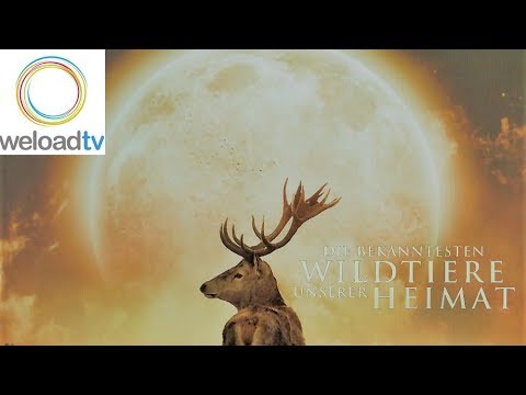 Die bekanntesten Wildtiere unserer Heimat (Doku deutsch)