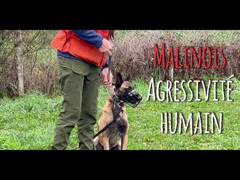 Malinois agressivité humain