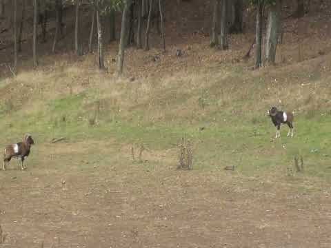 Muflon rams fight
