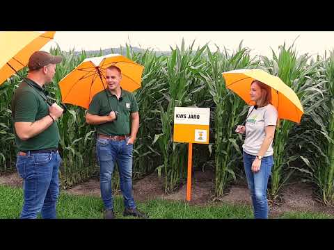 KWS Mais-Blog - Teil 24 (Biocare)