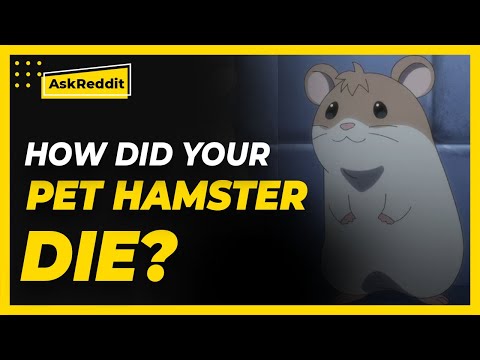 How did your pet hamster die? (Reddit Stories)