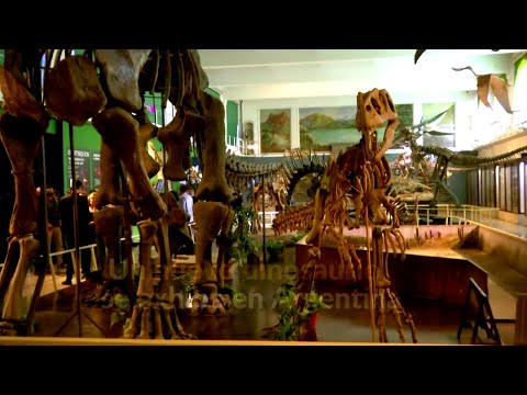 Un nuevo dinosaurio es exhibido en Argentina