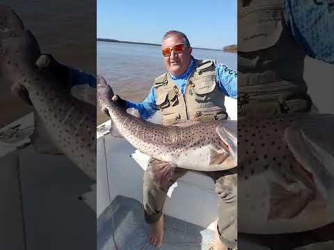 CABAÑAS NAHUEL DE PUERTO YERUA. YA COMENZÓ EL PIQUE DE SURUBI.#pesca #fishing #barcopesqueiro #rio