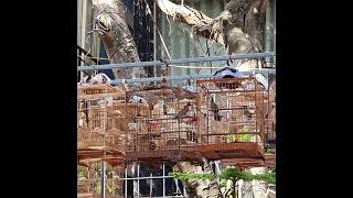 Tét nhẹ chờ cơ hội