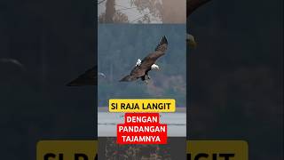 Download lagu BURUNG ELANG SI PEMBURU UDARA #shortvideo #burungelang #elang #hewanbuas #ikan mp3