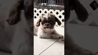 Video preview image #1 Shih Tzu Puppy For Sale in Benton, LA, USA
