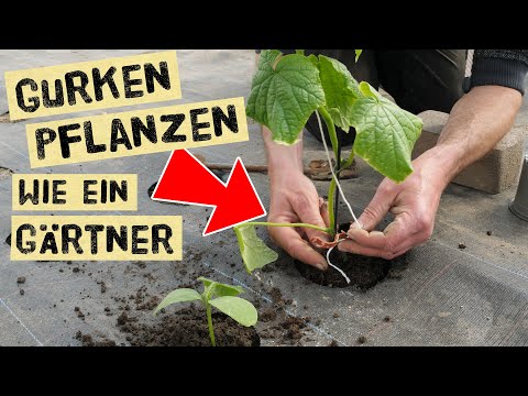 , title : 'Gurken richtig pflanzen, düngen und anbinden im Mai - Tipps für den Gemüsegarten für Selbstversorger'