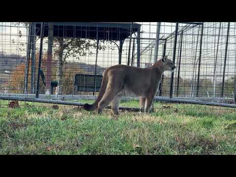 Marissa Cougar is Grace and Beauty #cougars #cat #cats #shorts #facts